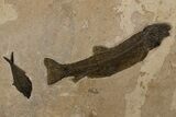 Multiple Fossil Fish (Notogoneus & Diplomystus) - Wall Mount #300613-1